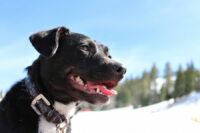 狂犬病防疫刻不容緩!-醫護新鮮事 狂犬病防疫刻不容緩!-醫護新鮮事